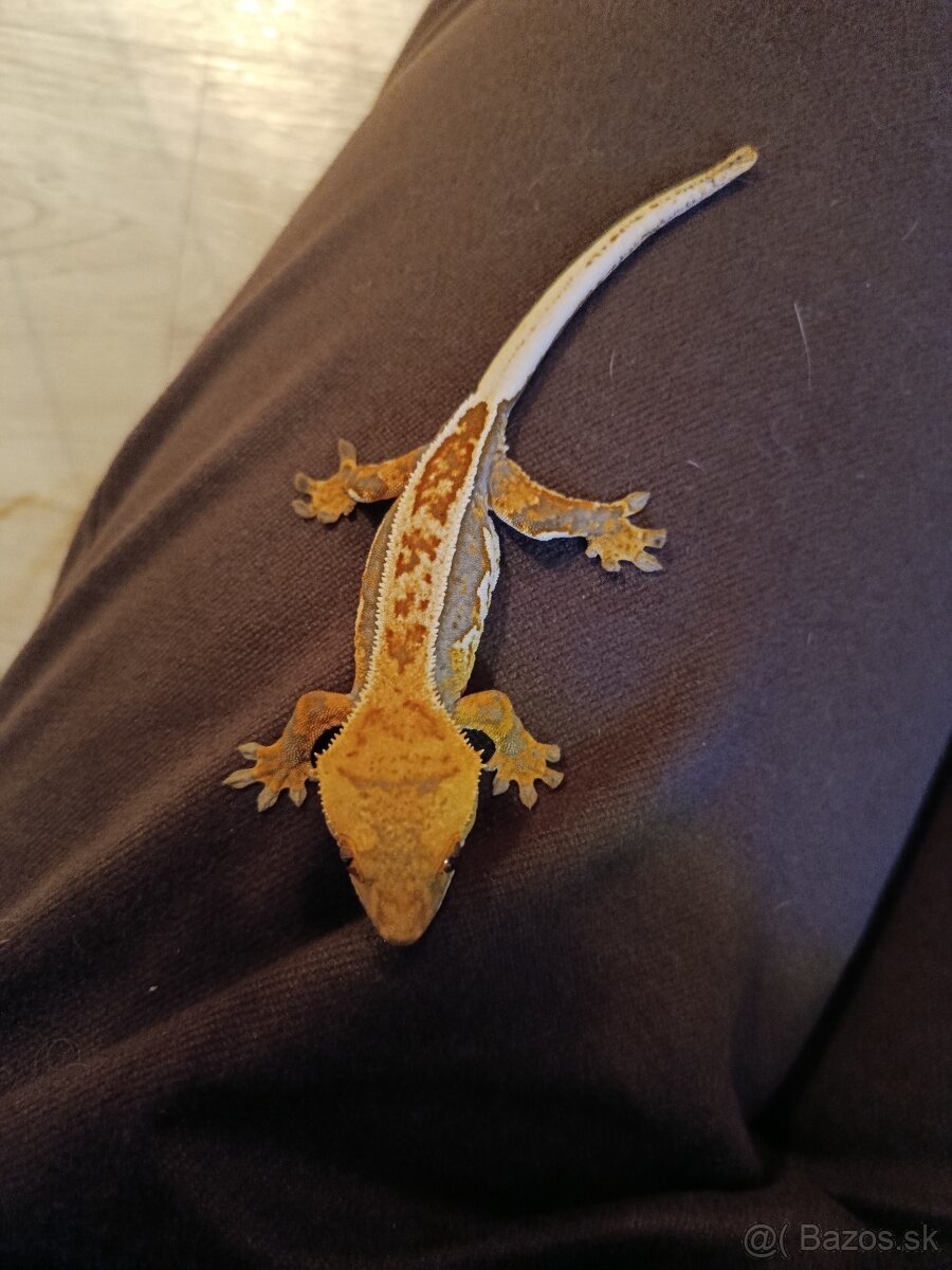 Pagekon riasnatý - 3