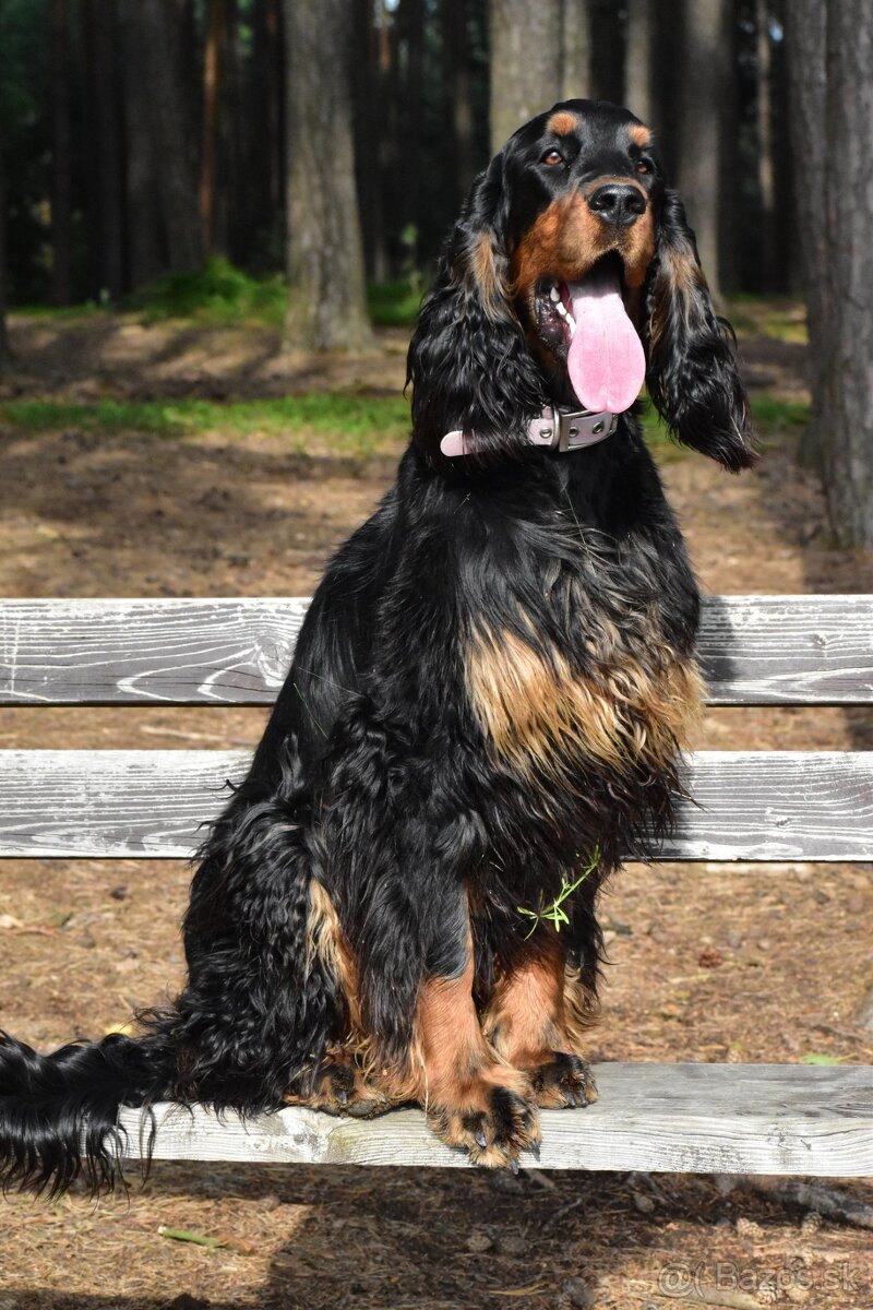 Gordon seter s PP, Gordonsetr, setr - 3