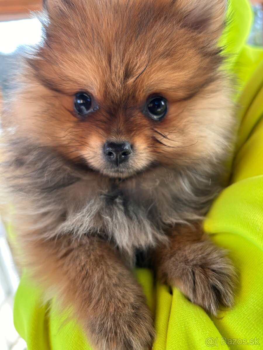 Šteniatká pomeranian - 3