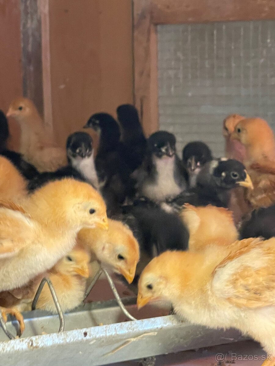 kuriatka amrox,hempšír a australorpka čierna. - 3