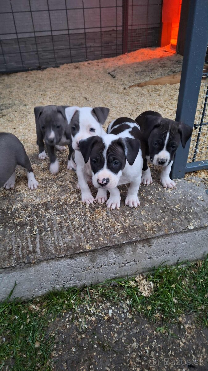 Americky stafford - 3