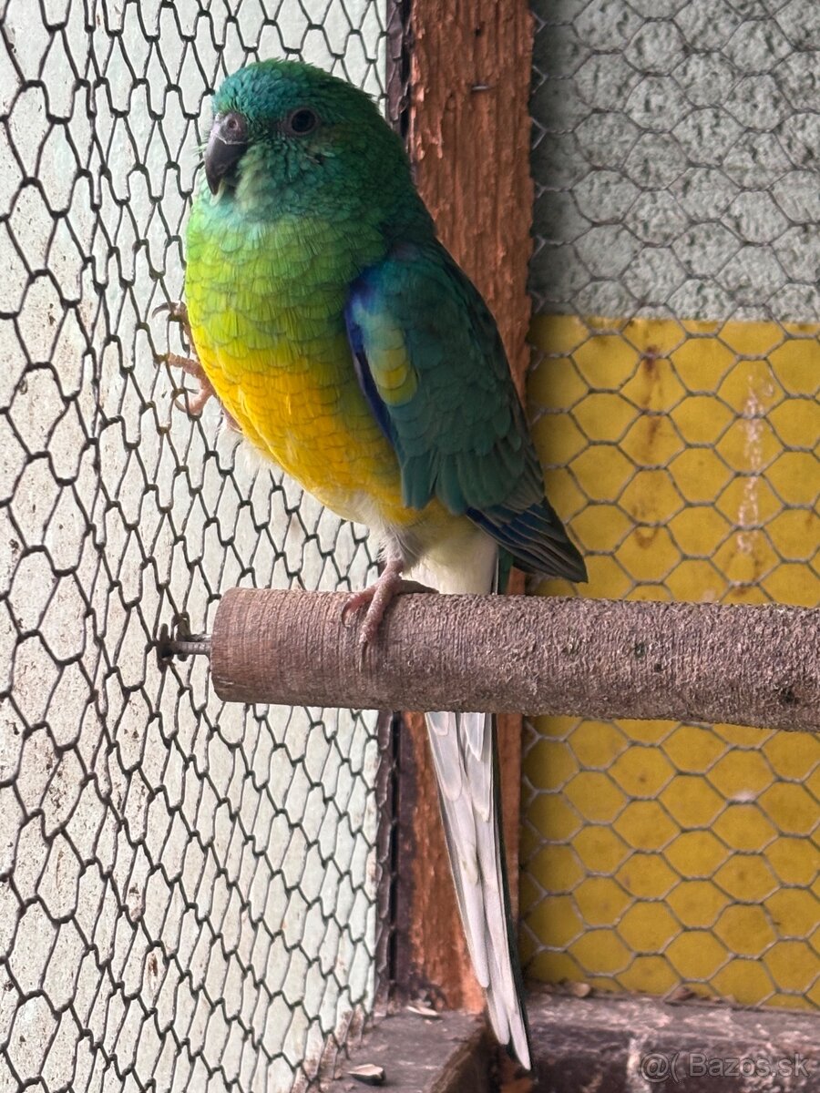 Papagáj Spevavý - 3