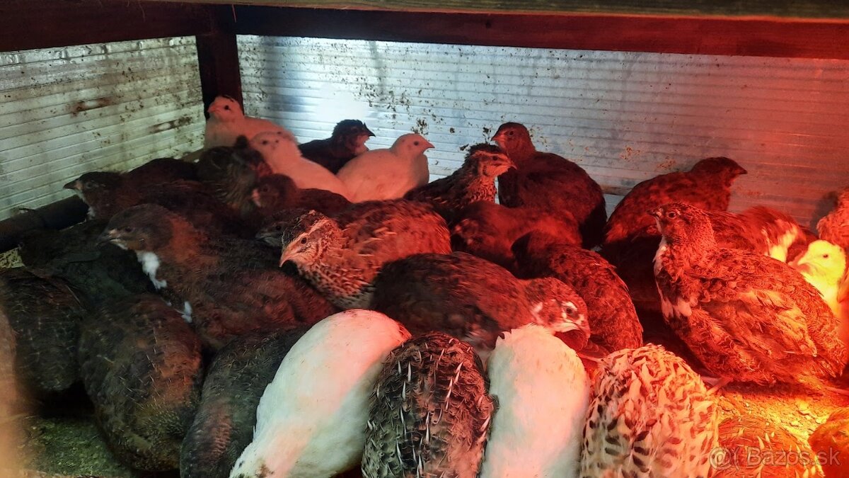 Predám prepelice japonské - 3