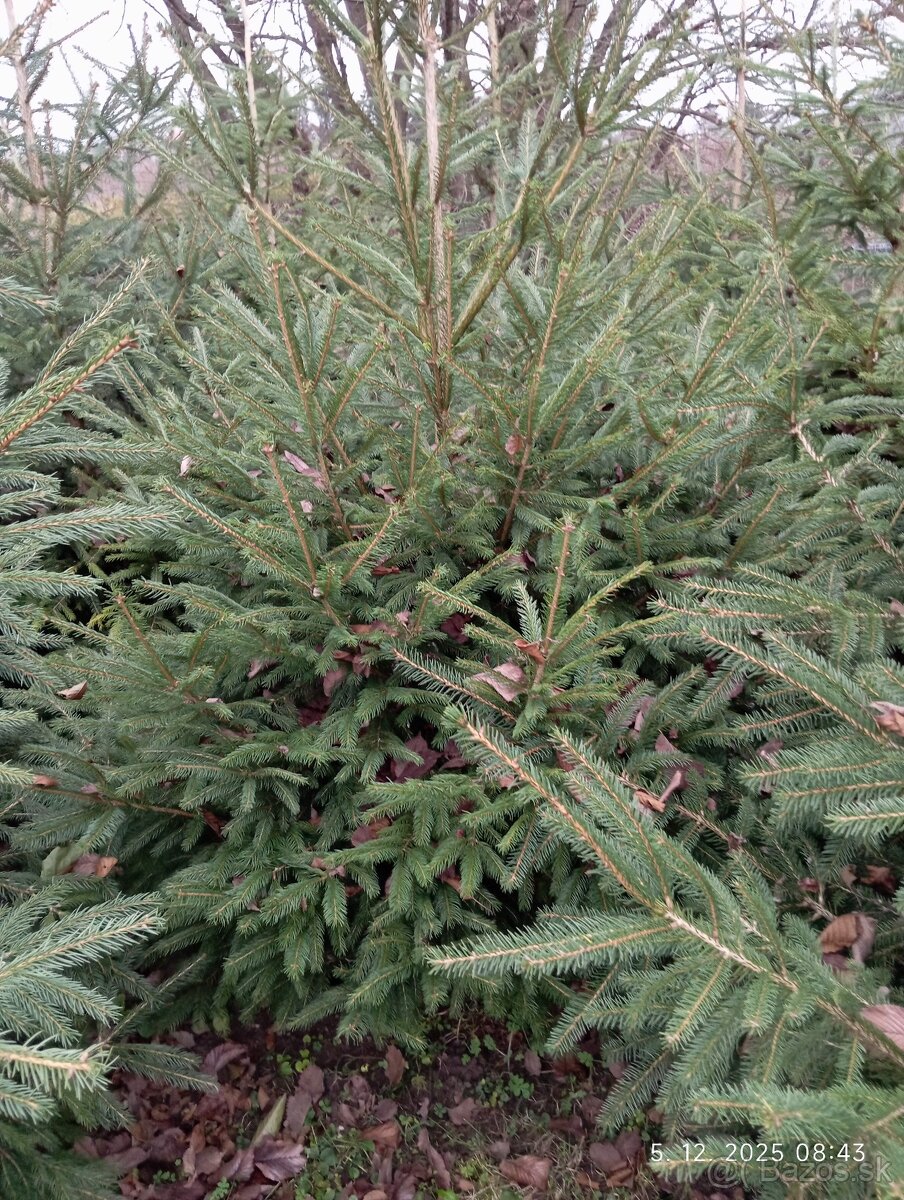 Predaj vianočných smrekov - 3