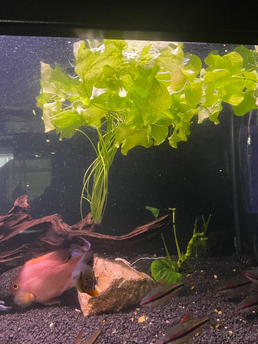 Valisneria gigantea, Crinum calamistratum, Nymphoides Taiwan - 3