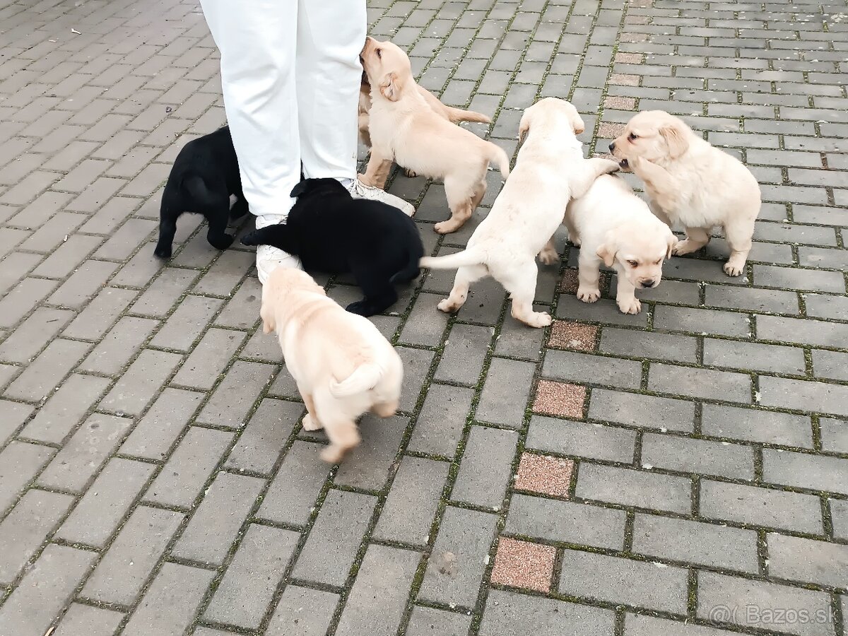 Šteniatka Labradora - 3