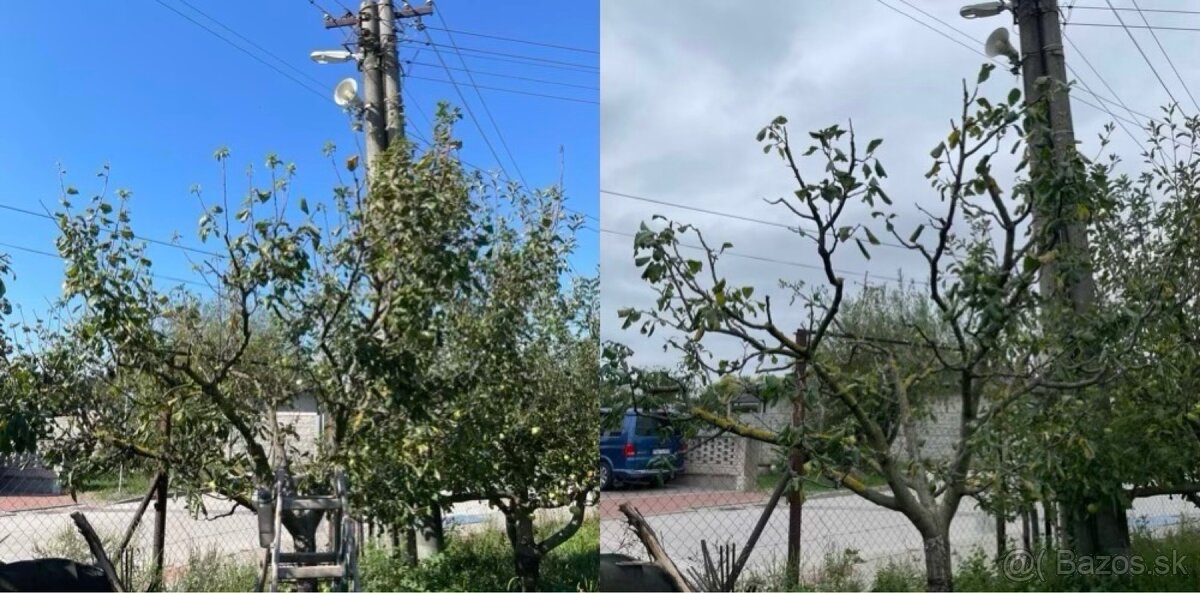 Strihanie, orez stromov a kríkov - 3