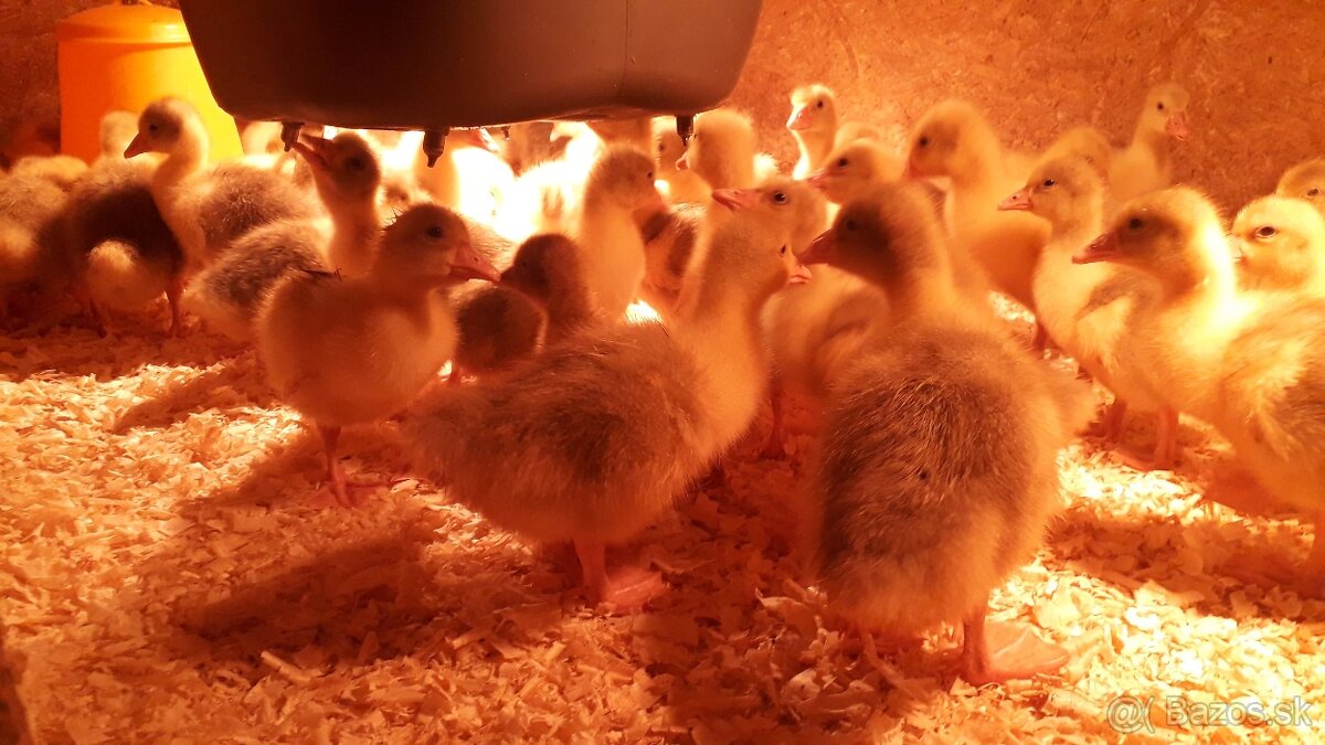 Kačky, husokačky a husi. - 3