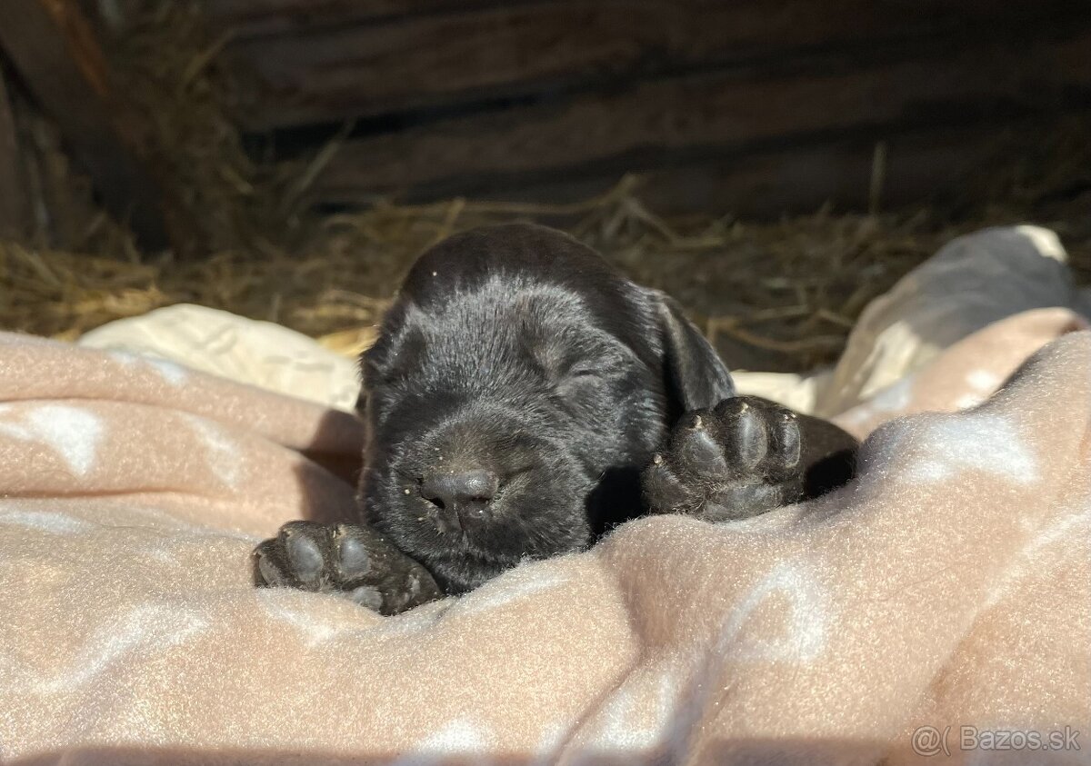 Briard černý - volní pejci - 3