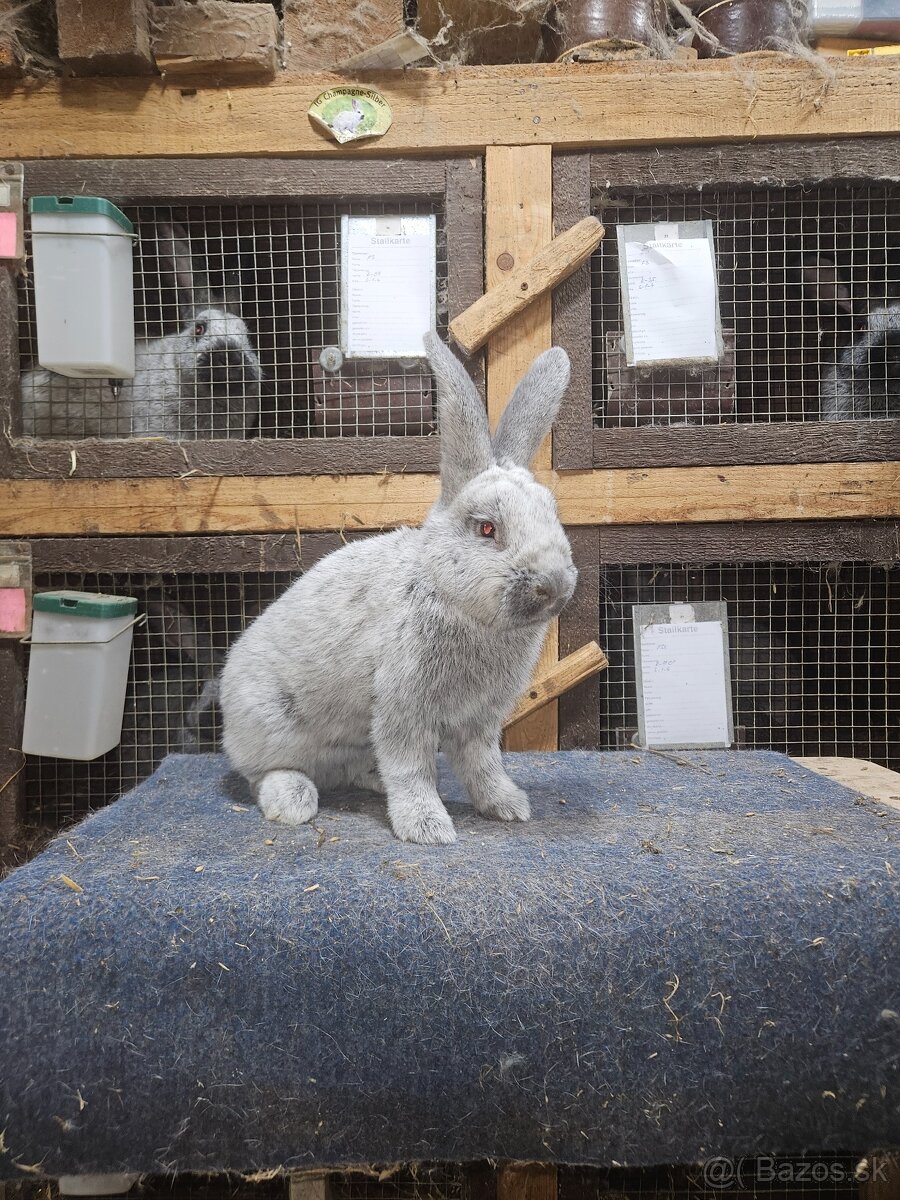 Predám králiky veľký svetlý strieborný - 3