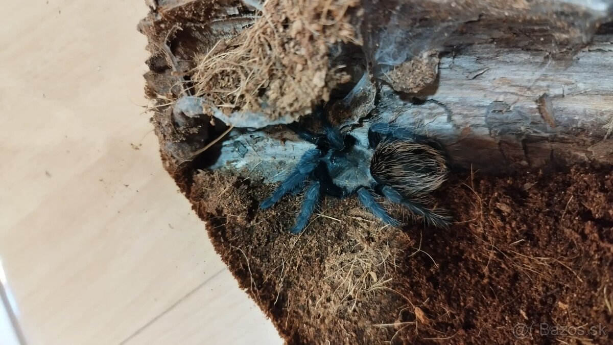 🕷️ Predam vtackarov - 3