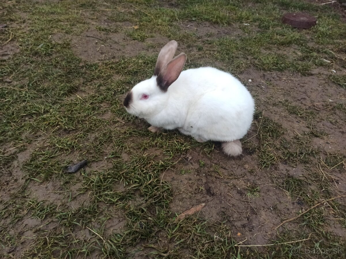 Predám samice Hyla a Hyplus - 3