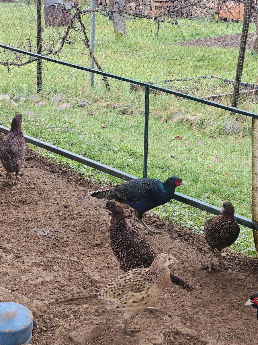 Predám bažanty Tenebrozy - 3