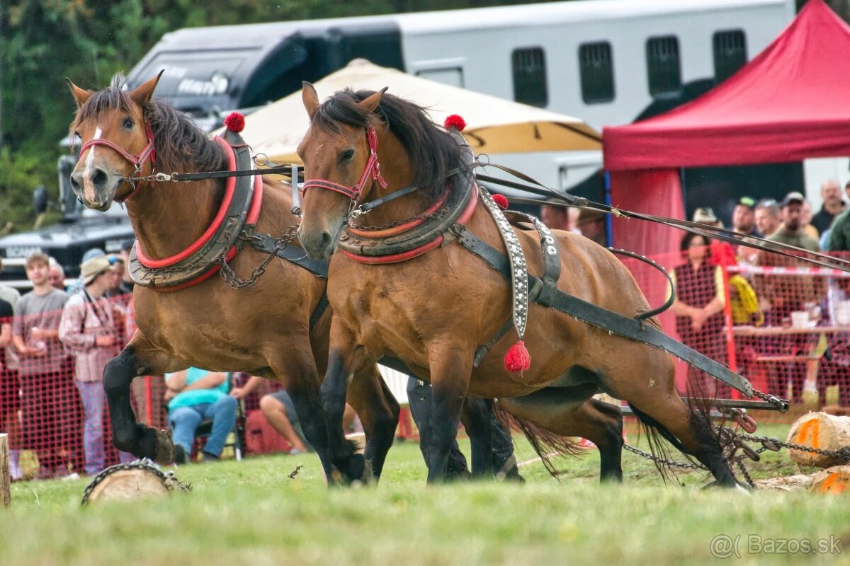 Predám ťažnu kobylu - 3
