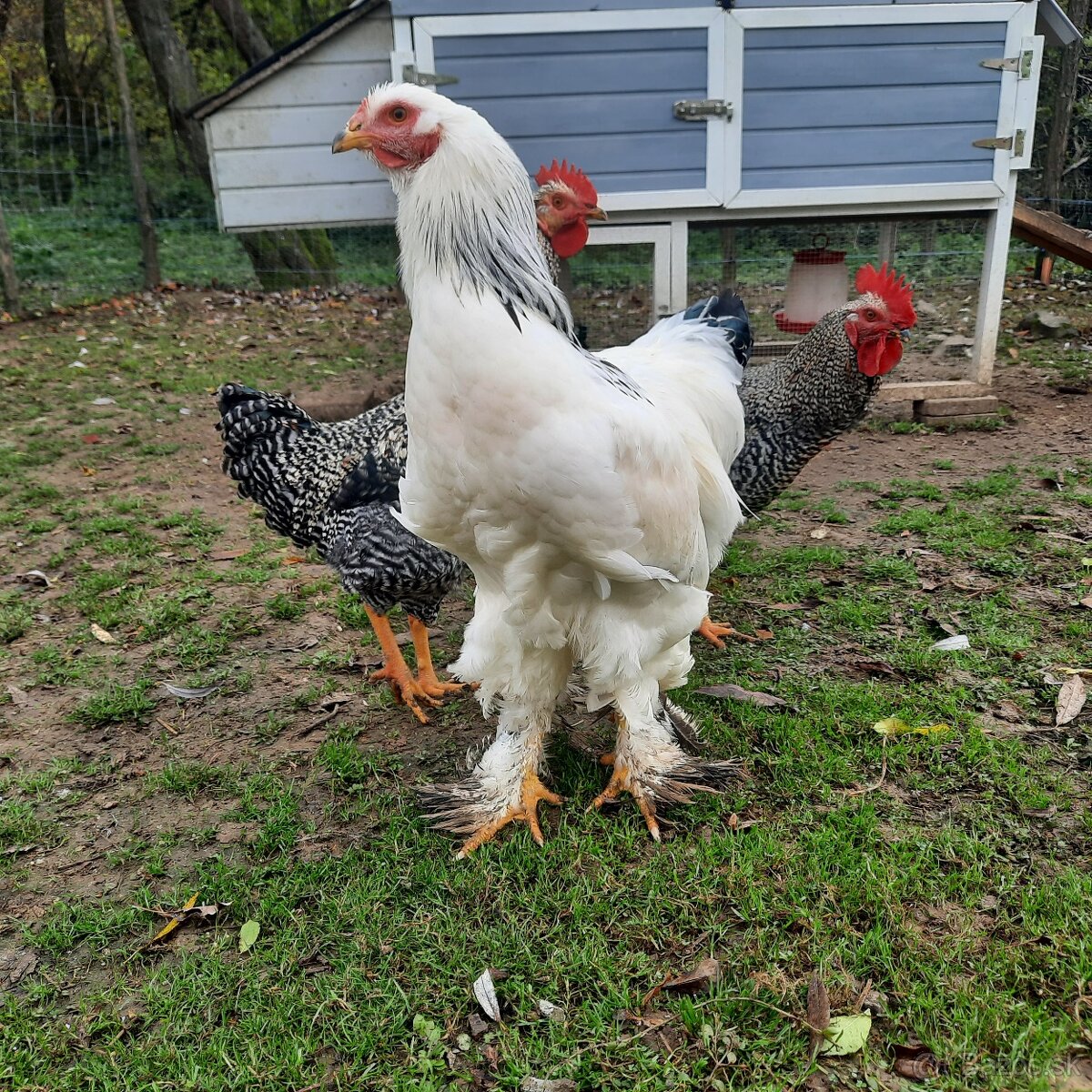 Brahmanka veľká biela- Columbia - 3