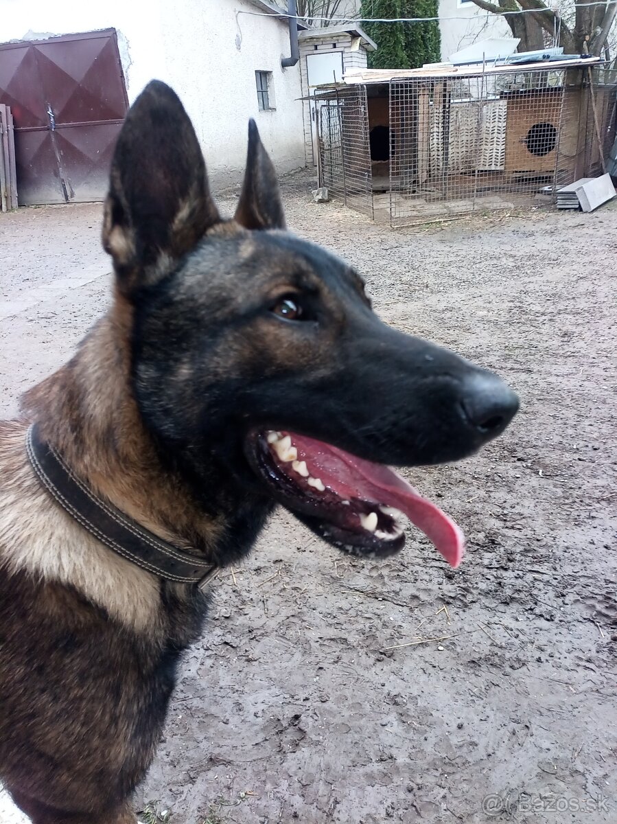 Nemecky ovciak steniatka - predam - 3