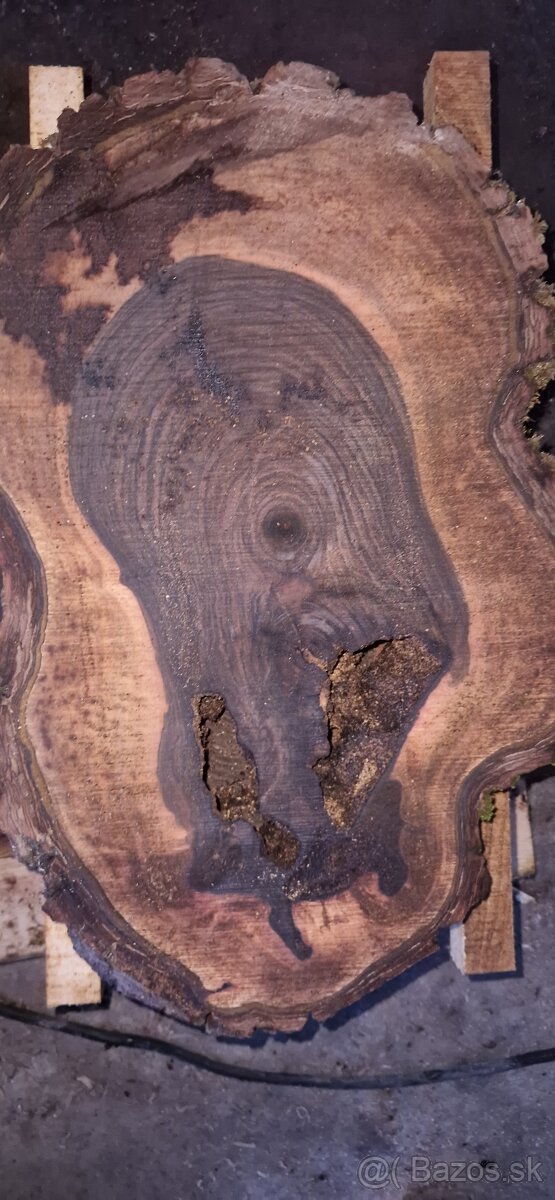 Orechové priečne rezy čerstvé - 3