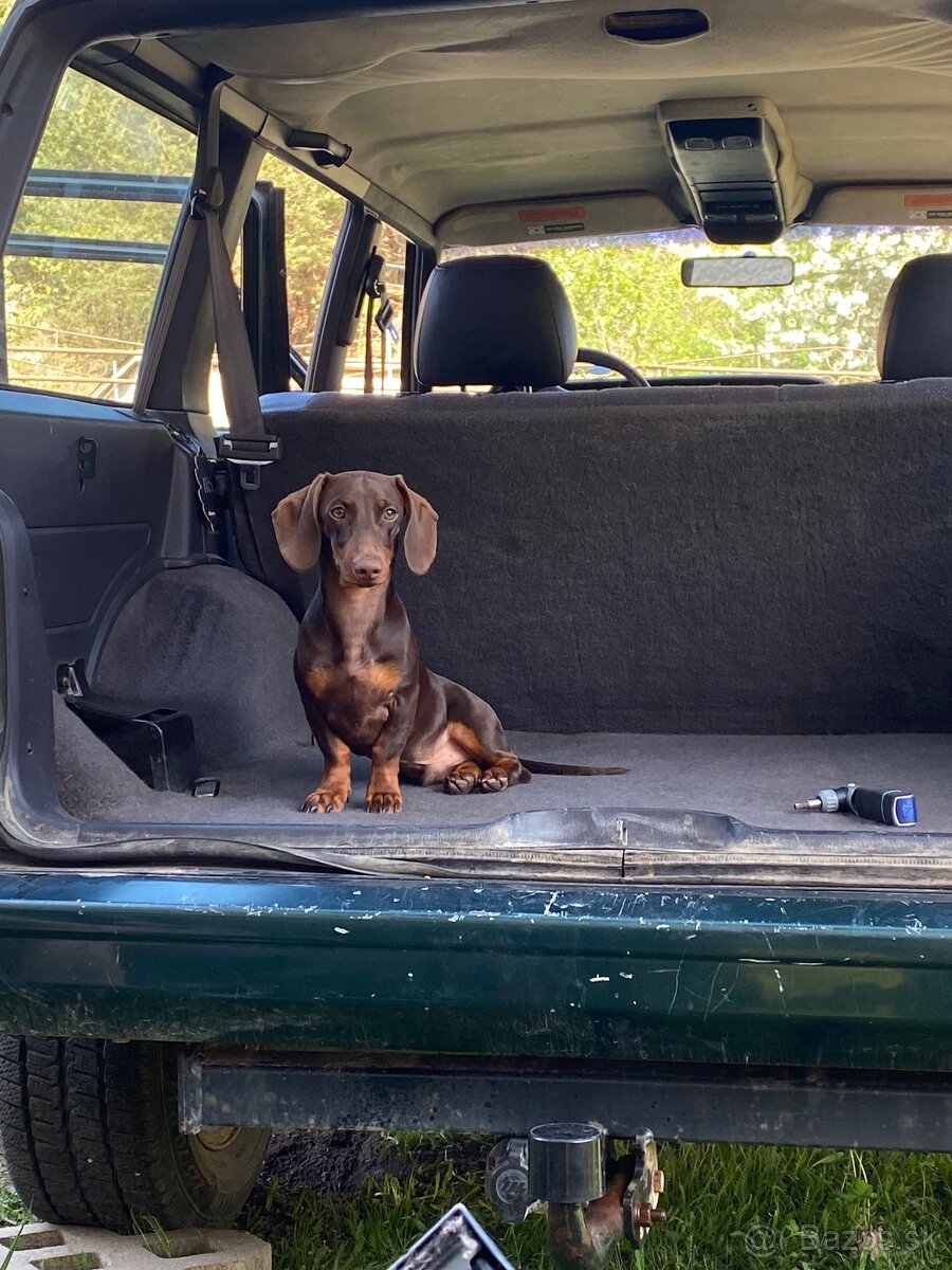 Jazvečik na kritie - 3