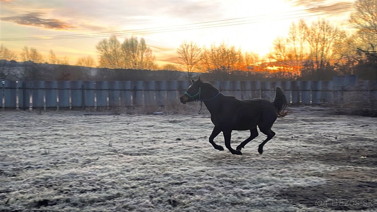 Arabský plnokrvník - 3