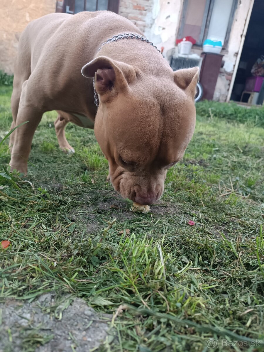Predám American Bully sucku - 3
