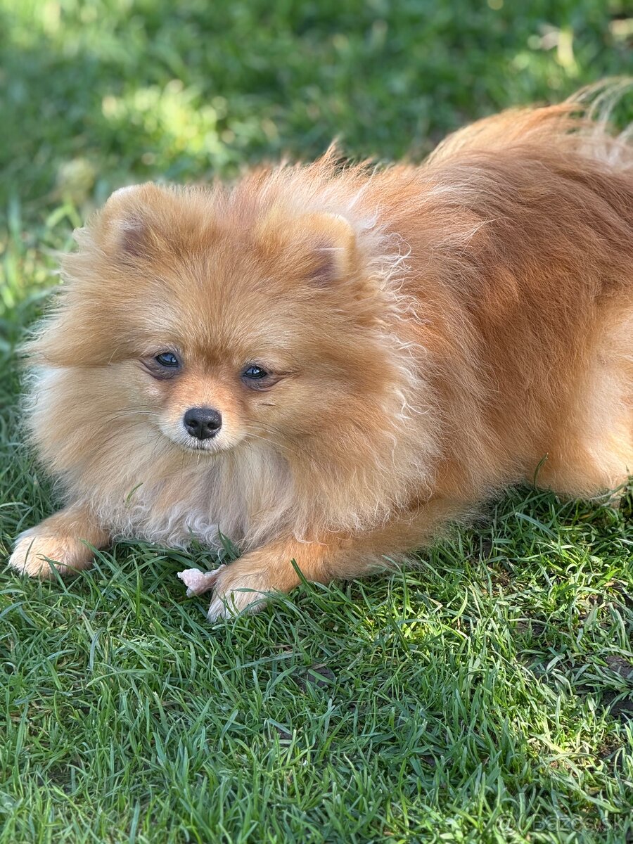 Pomeranian s PP - 3