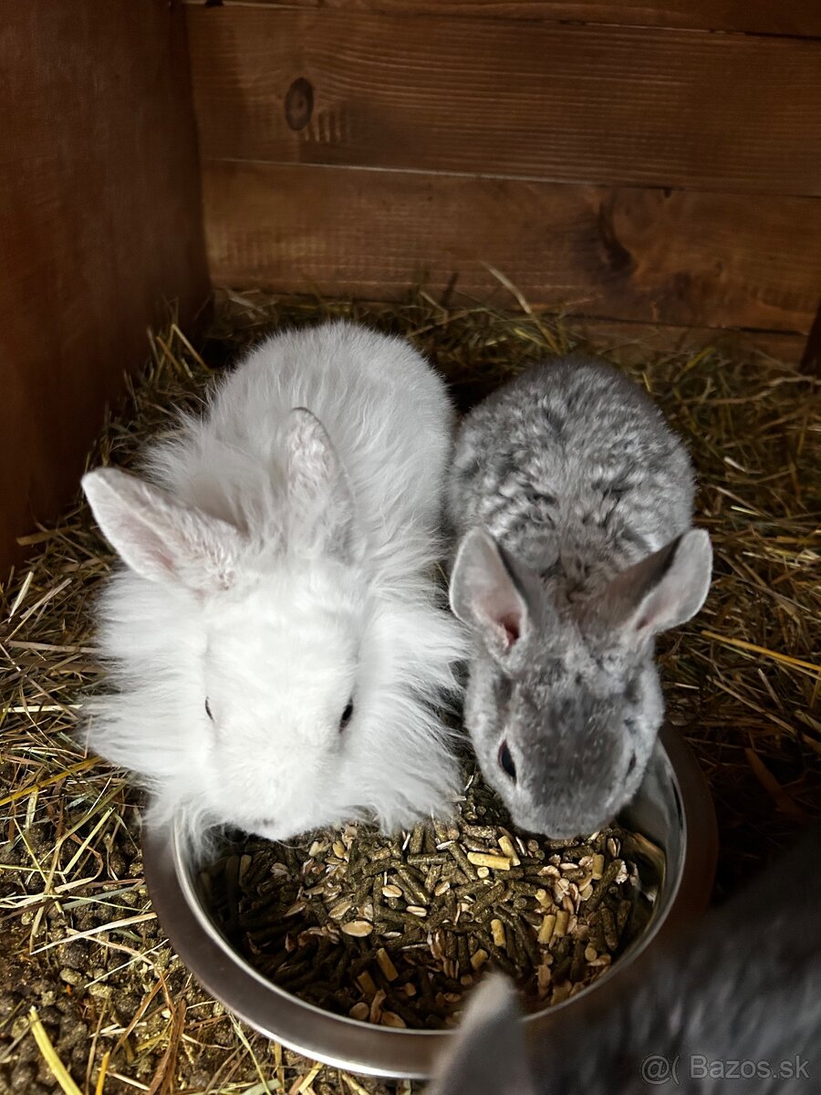 Predám zakrslých zajačikov - 3