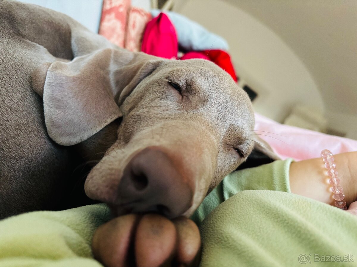 Weimarský stavač - 3