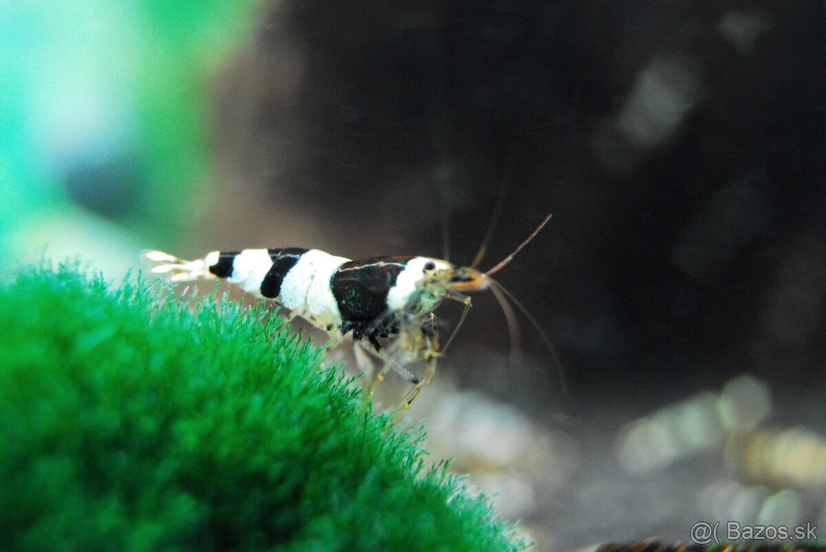 Krevetky Caridina Crystal Black a Crystal Red - 3