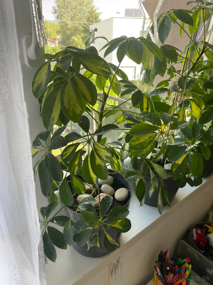 Schefflera - 3