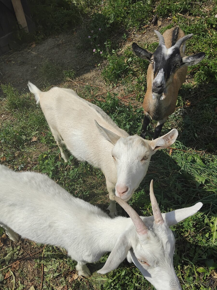 Predam kozy - 3