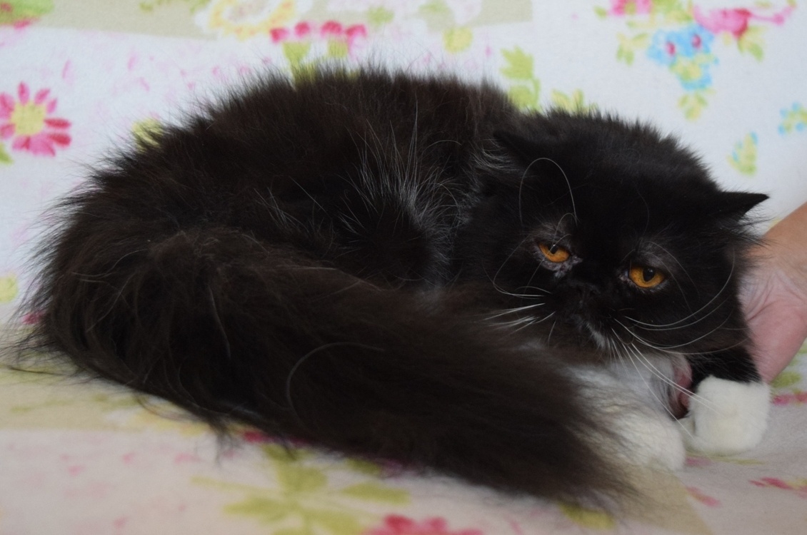 Perzská mačka - 3