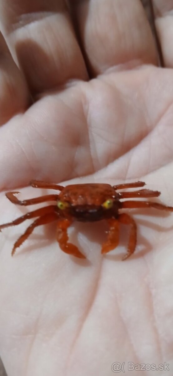 Maly druh krabov - 3