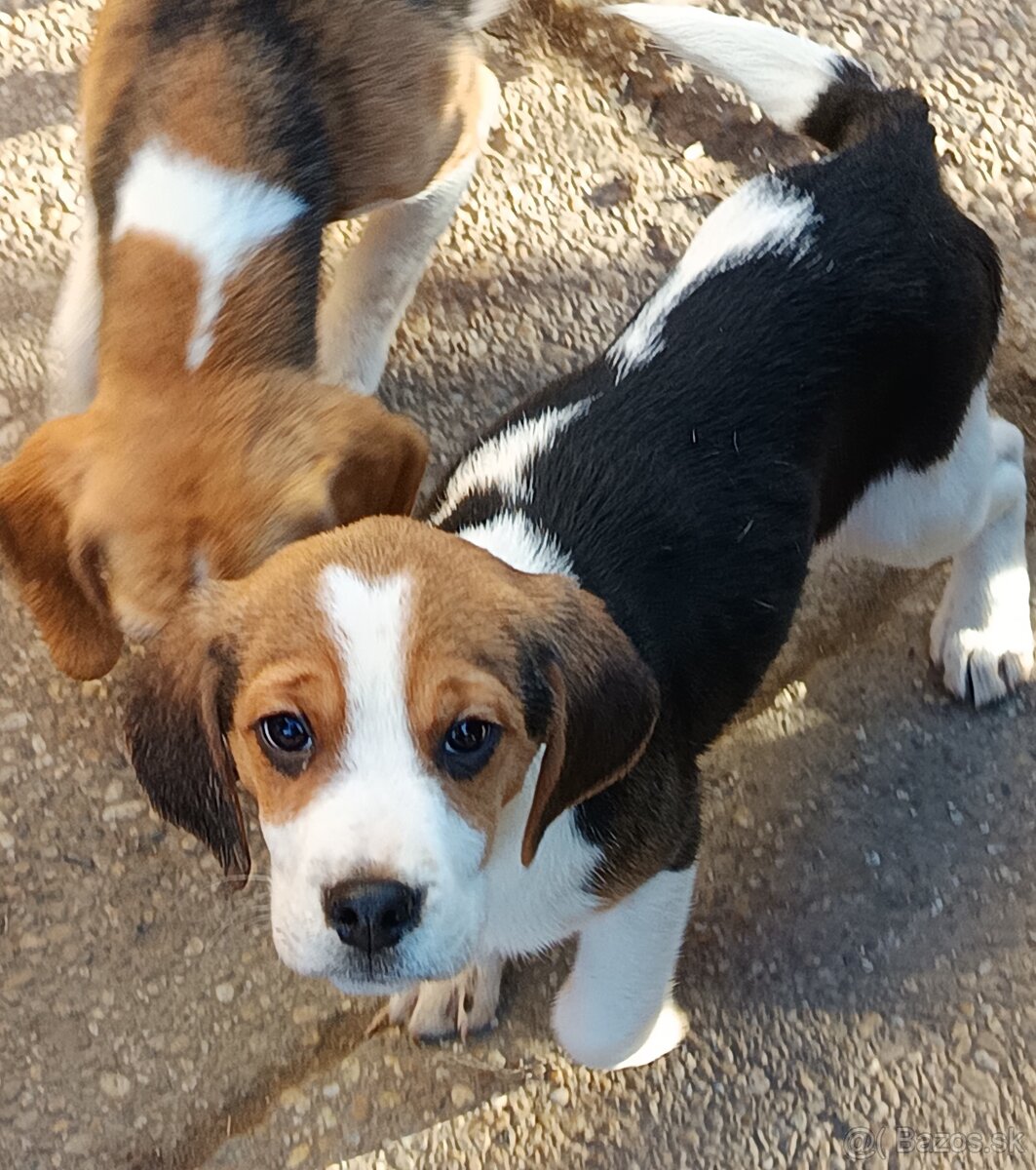 Beagle, bigel, bigl bez PP - 3