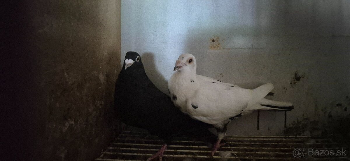 Poštové holuby. - 3