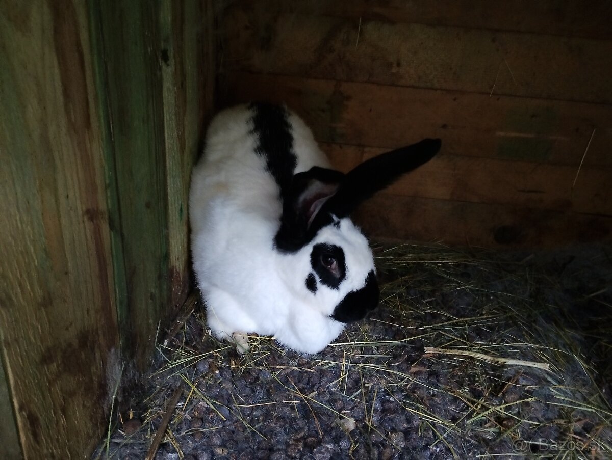 Predám komplet Kralikaren - 3