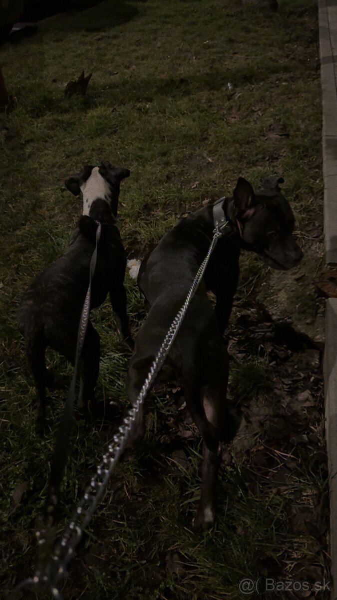 Darujem psíka - 3