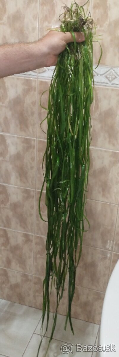 Valisnerie spiralis - 3