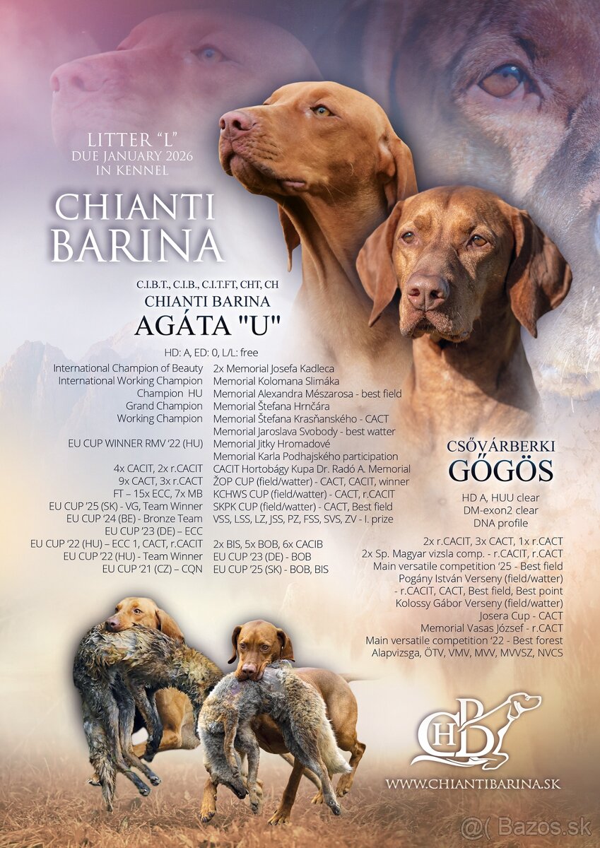 Maďarská vyžla s PP - 3