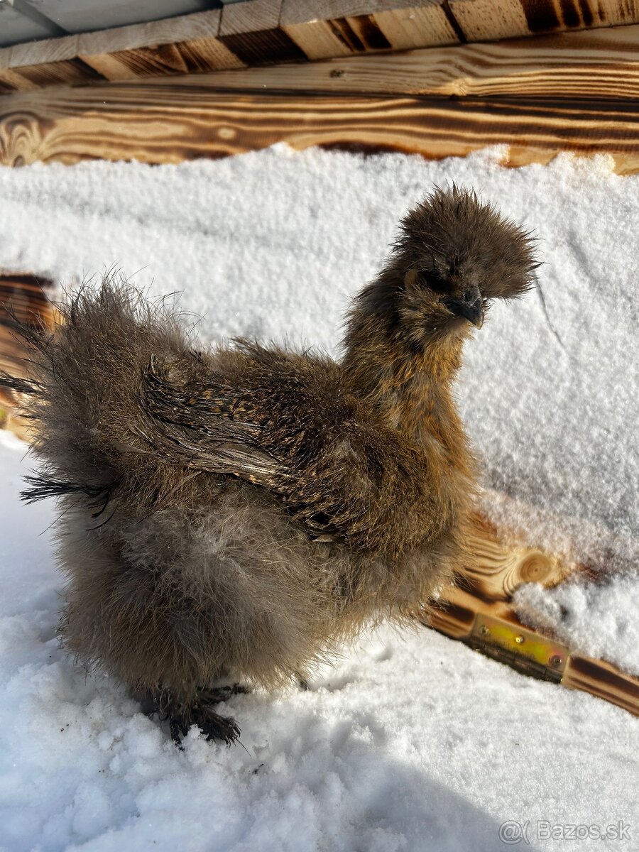 Hodvábnička kukvicová - 3