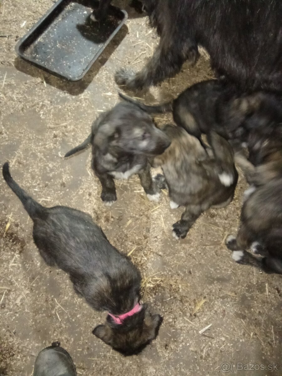 Predám írsky vlkodav - 3