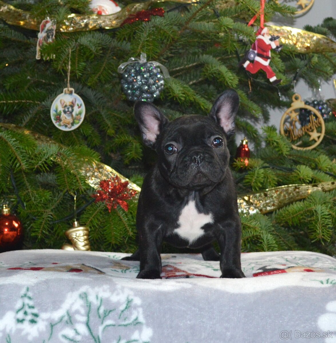 Francúzsky buldoček s PP/French bulldog - 3