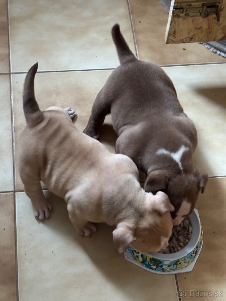 American bully pocket - 3