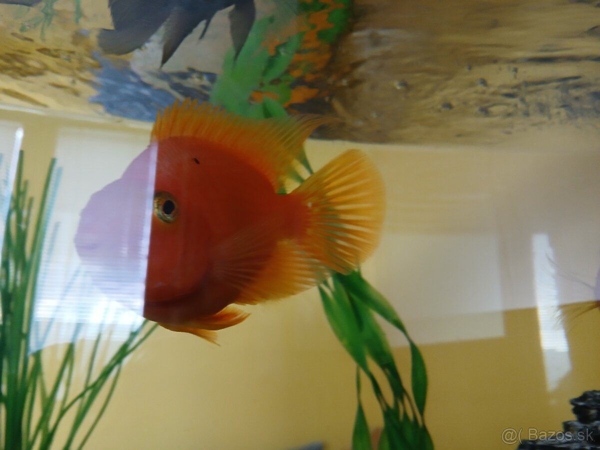 Parroty - 3