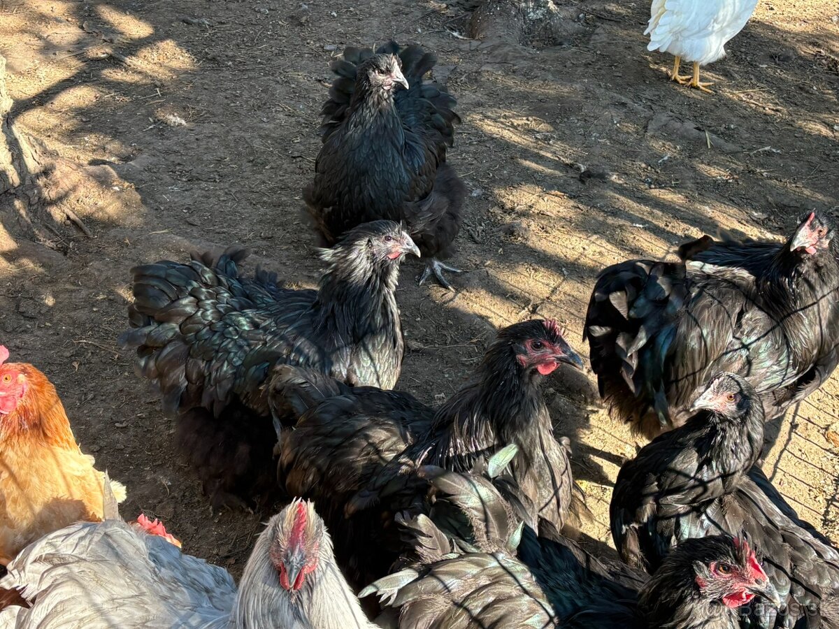 Kohúty Orpington - 3