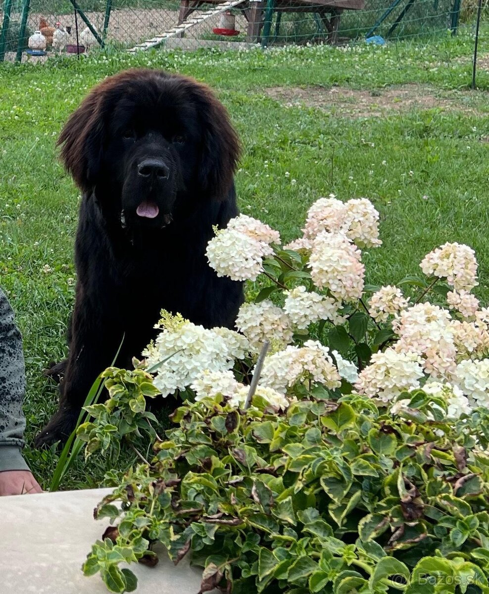 Predám novofundlandskeho psa. - 3