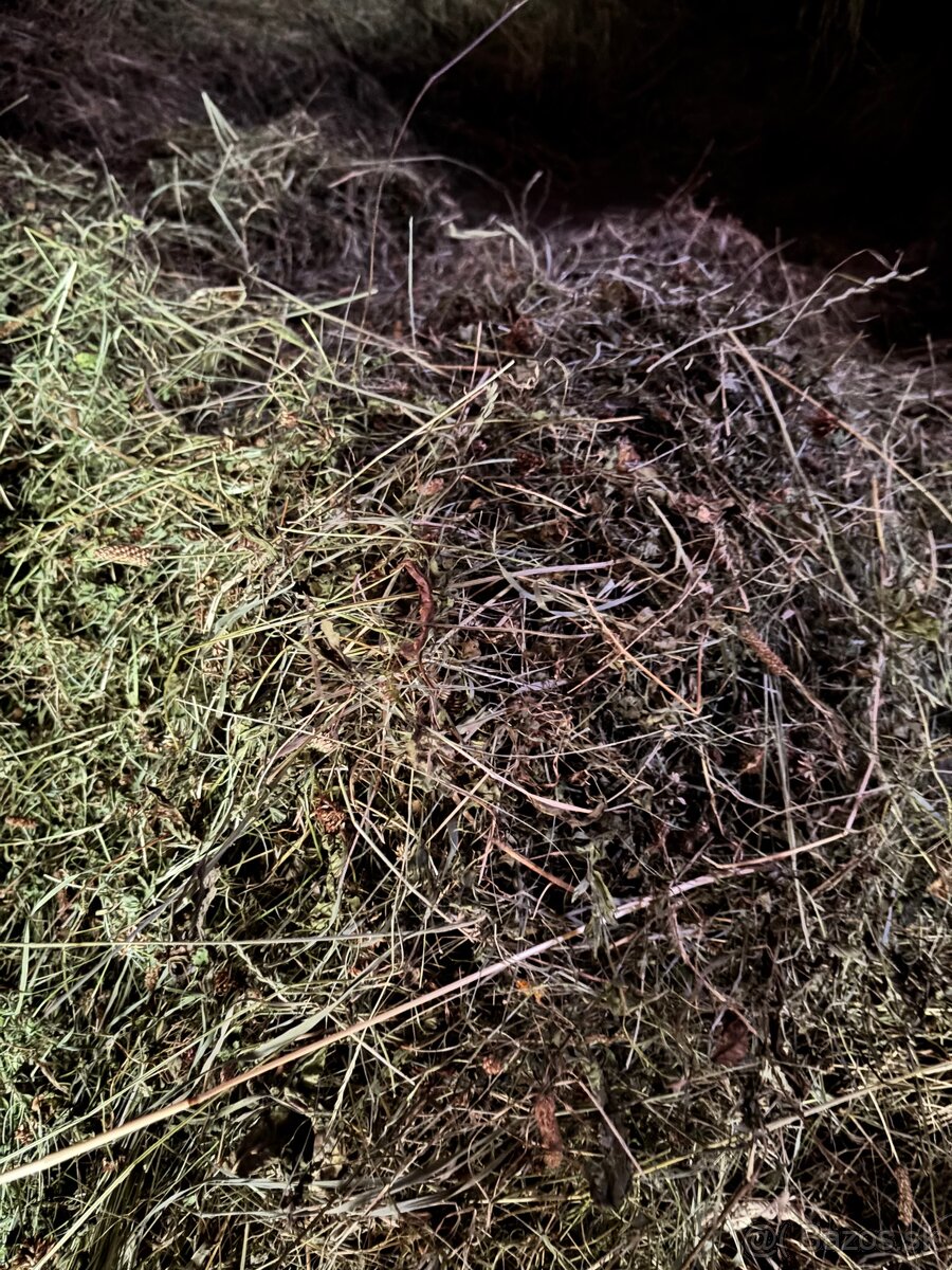 Seno pre zajačika - 3