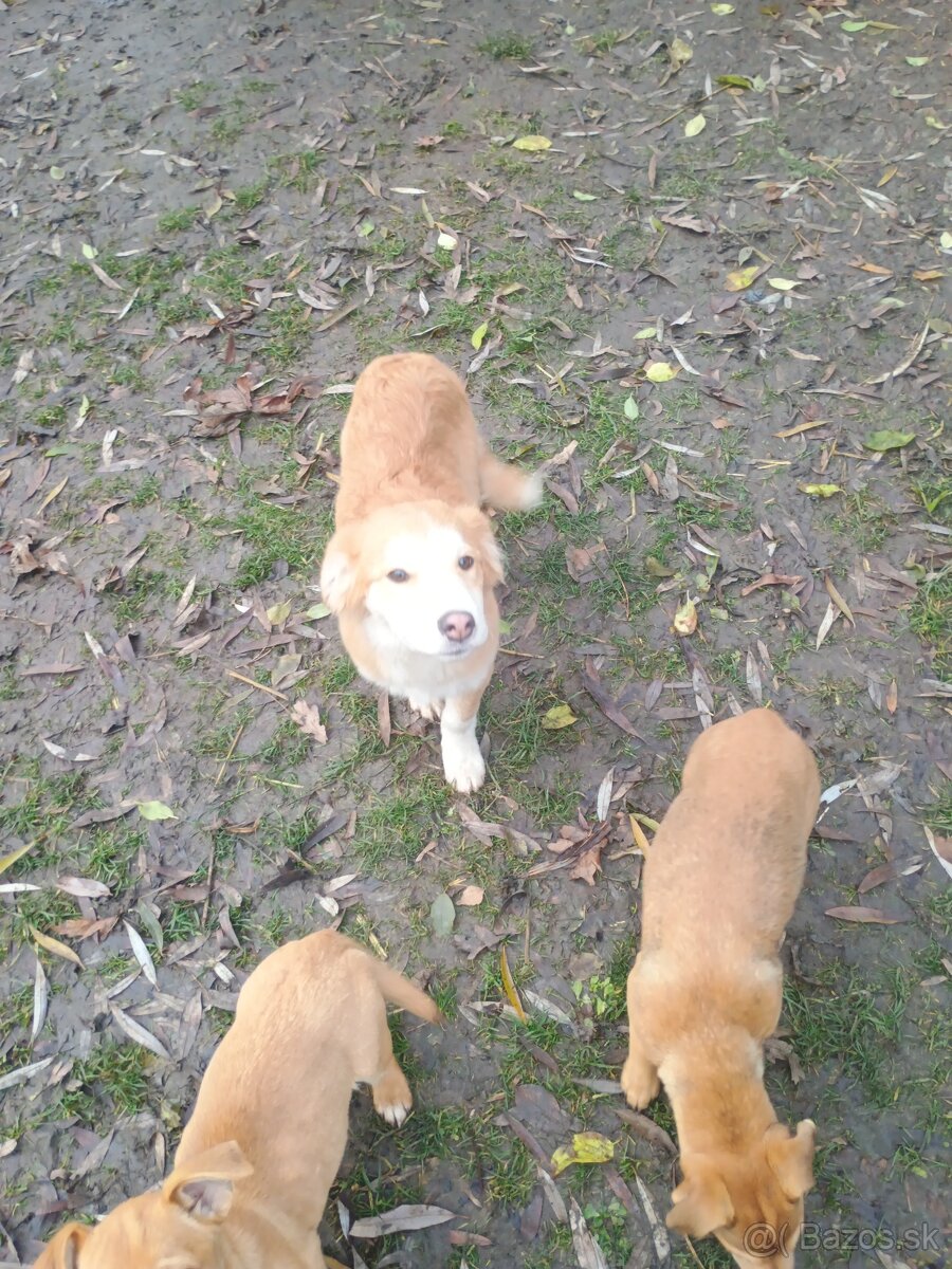 Darujem štence - 3