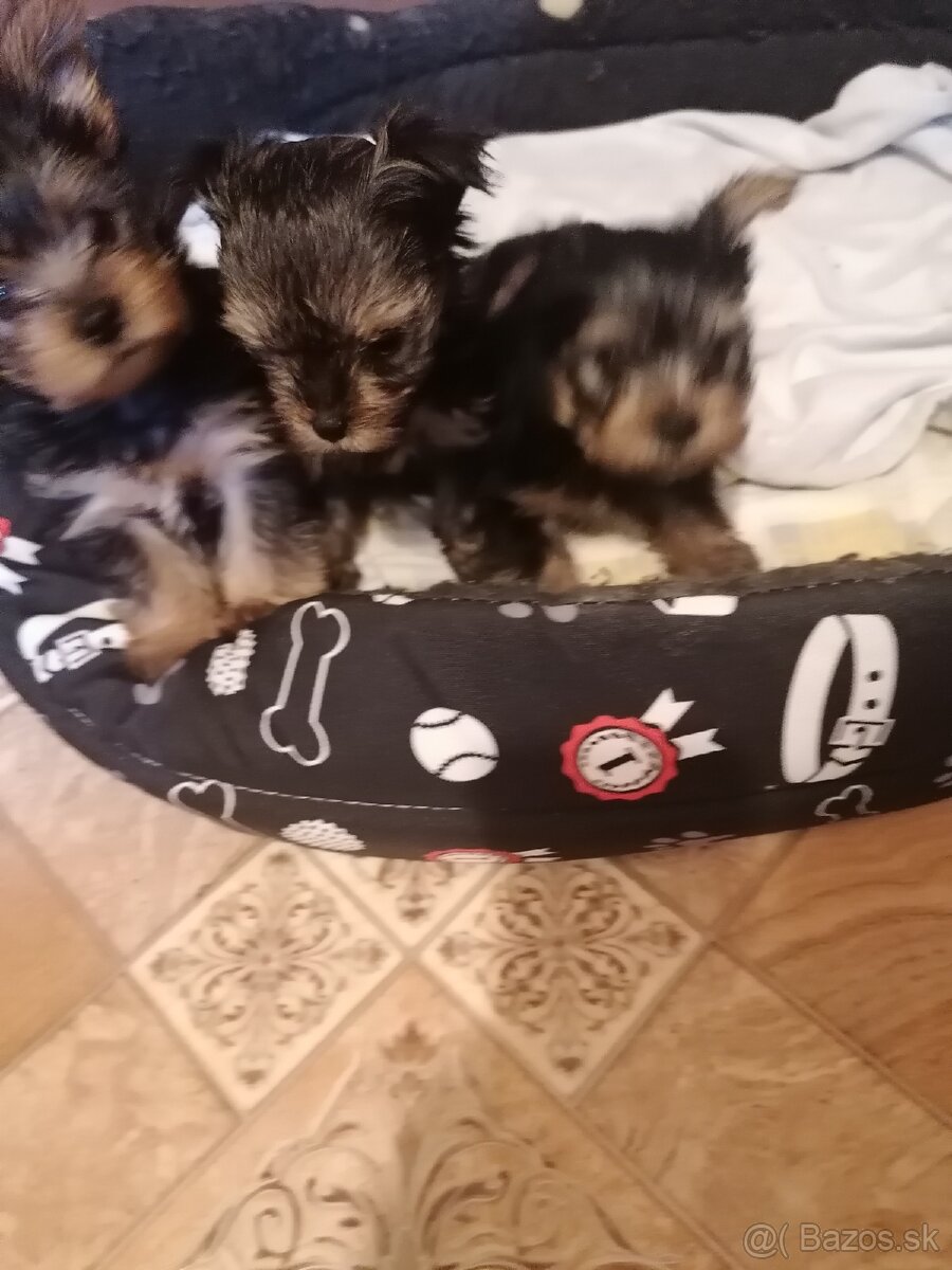 Predám yorkshirskych terierov - 3