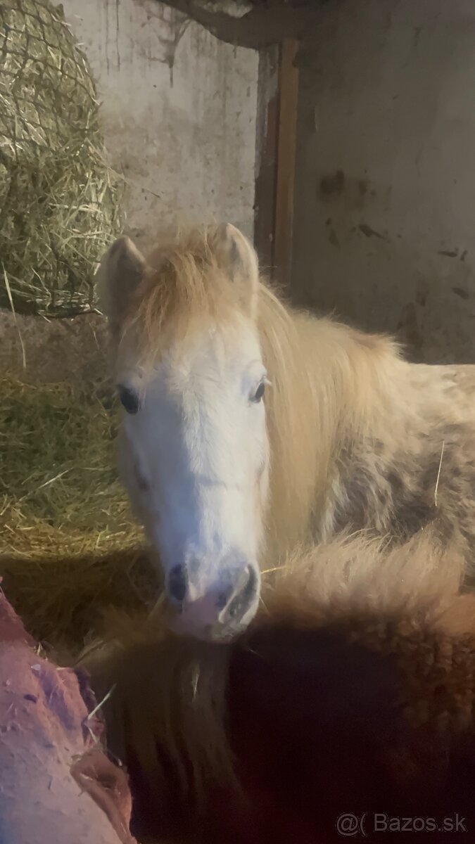 Kobylka s hříbátkem - 3