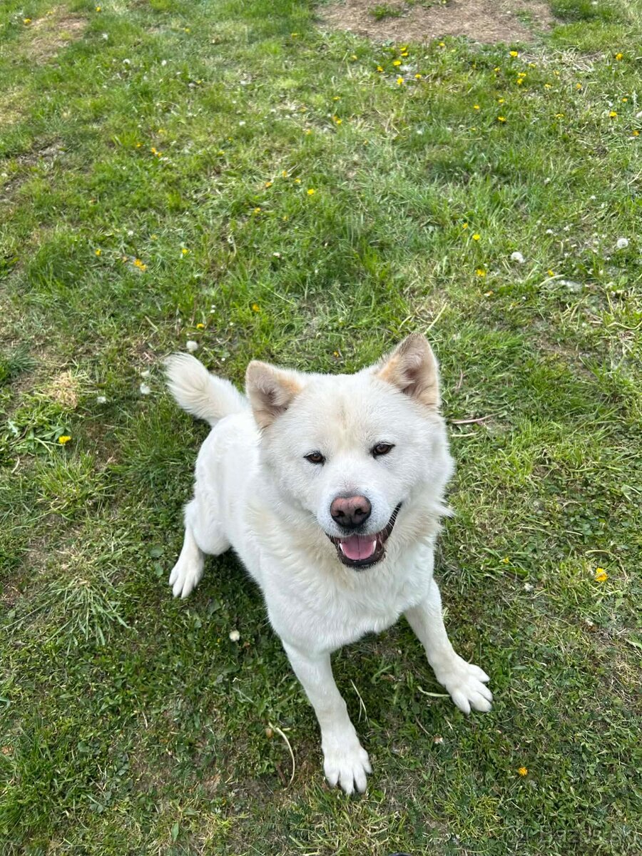 Akita inu na krytie - 3